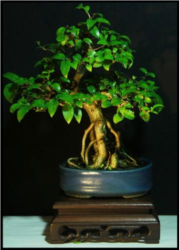 Wrightia (Mame bonsai)